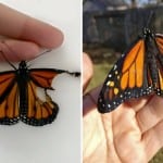 repair-monarch-butterfly-wing